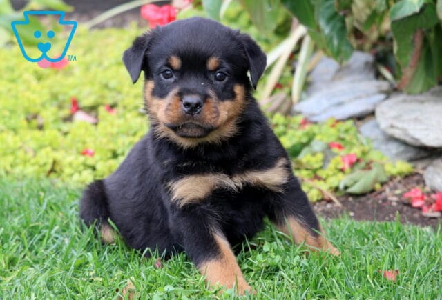 Spencer Rottie image