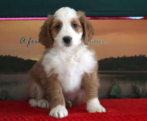 Spike Mini Bernedoodle2 Spike Mini Bernedoodle2