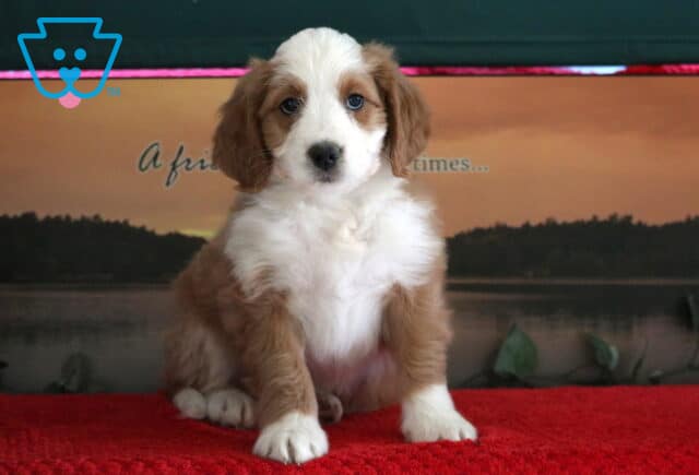Spike Mini Bernedoodle2 image