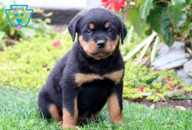 Sport Rottie image