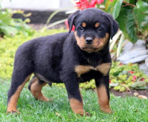 Sport Rottie2 Sport Rottie2