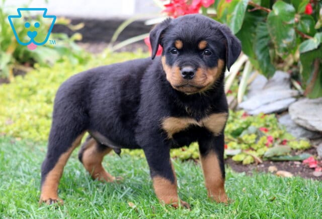 Sport Rottie2 image
