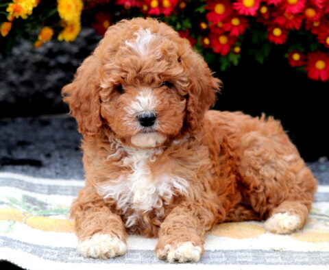Spot Cavapoo