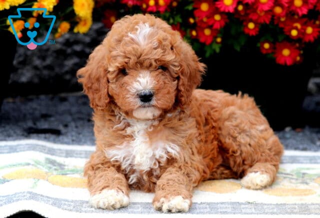 Spot Cavapoo image