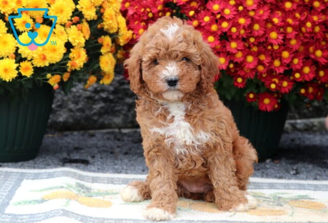 Spot Cavapoo2 image