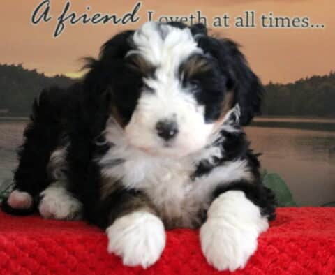 Sprinkles Mini Bernedoodle Sprinkles Mini Bernedoodle