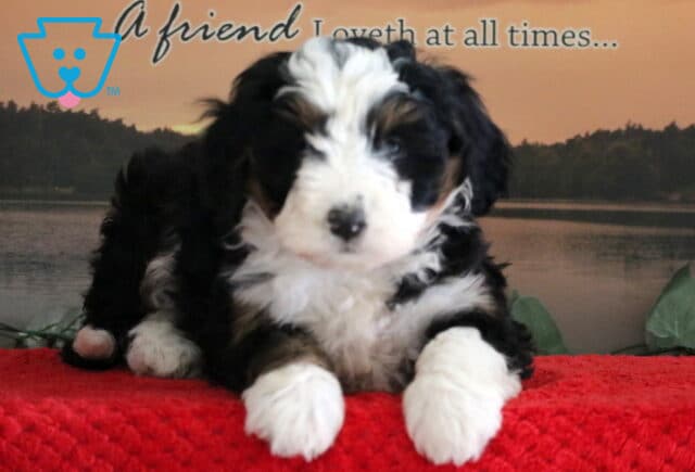 Sprinkles Mini Bernedoodle image