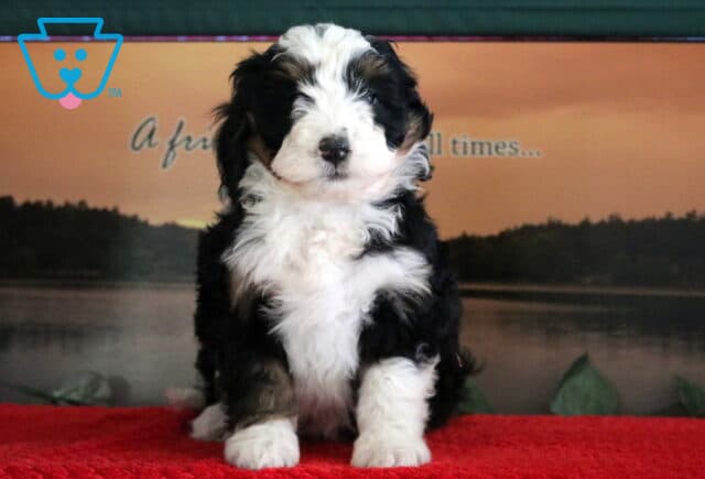 Sprinkles Mini Bernedoodle2 image
