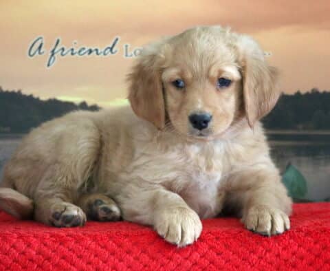 Spunky Mini Bernedoodle Spunky Mini Bernedoodle