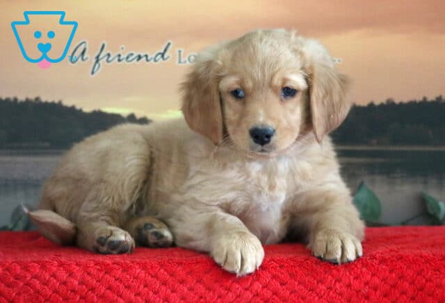 Spunky Mini Bernedoodle image