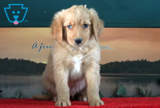 Spunky Mini Bernedoodle2 image
