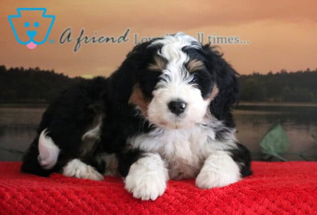 Spyro Mini Bernedoodle image