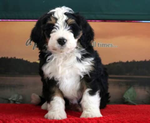 Spyro Mini Bernedoodle2 Spyro Mini Bernedoodle2