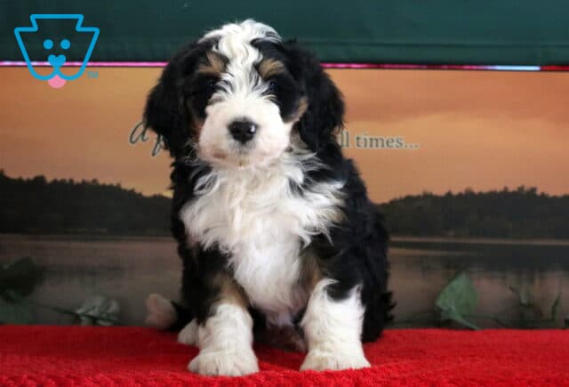 Spyro Mini Bernedoodle2 image