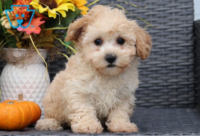 Fluffy light apricot Bichpoo puppy sitting on a wicker chair, staring sweetly at the camera, with a pumpkin and colorful autumn flowers nearby. image