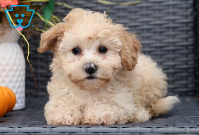 Fluffy cream and apricot Bichpoo puppy lying on a wicker chair, looking directly at the camera with big round eyes, with a small pumpkin in the background. image