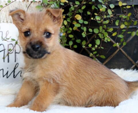 Star Cairn Terrier Star Cairn Terrier