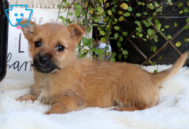 Star Cairn Terrier2 image