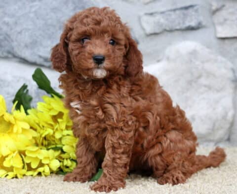 Star Cavapoo