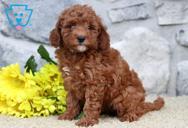 Star Cavapoo image