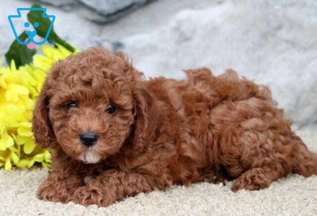 Star Cavapoo2 image