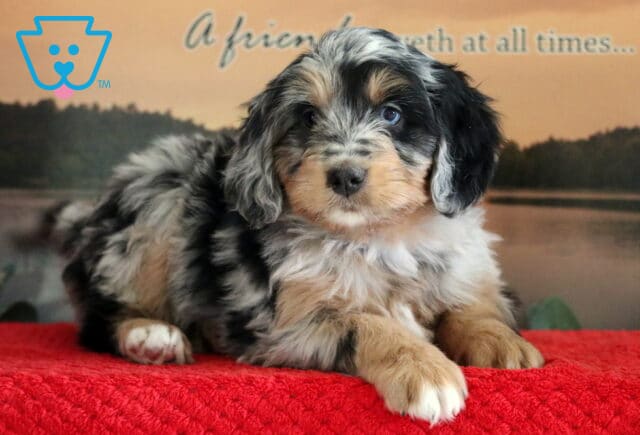 Star Mini Bernedoodle image