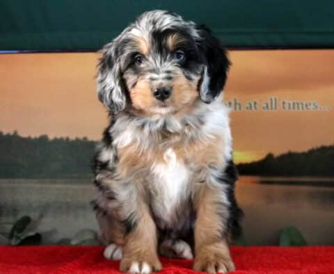 Star Mini Bernedoodle2 Star Mini Bernedoodle2