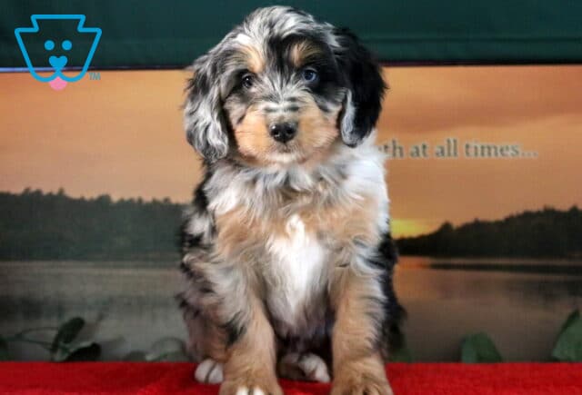 Star Mini Bernedoodle2 image