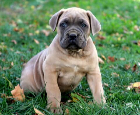 Steel Cane Corso2 Steel Cane Corso2