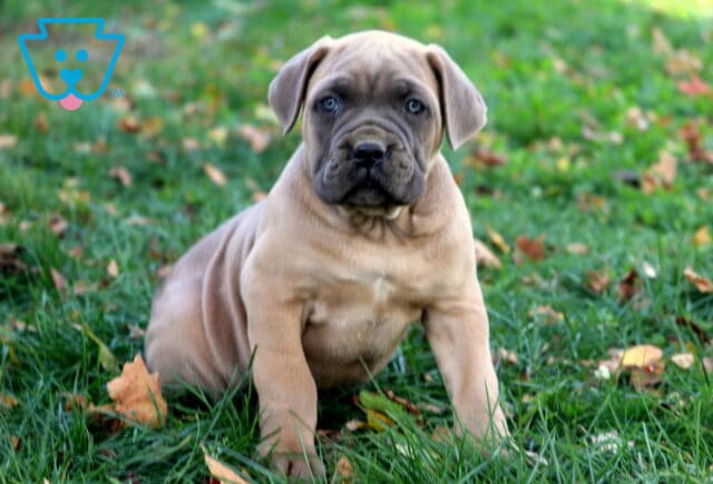 Steel Cane Corso2 image