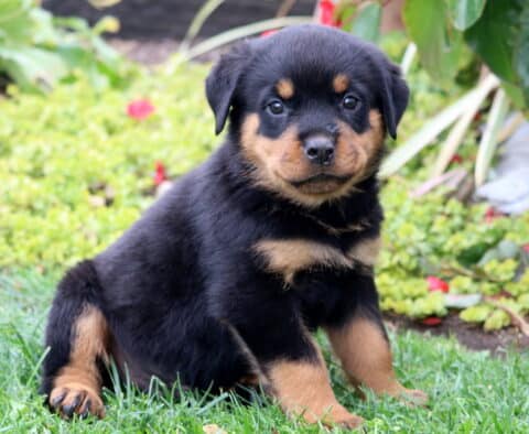 Adorable Rottweiler puppy sitting on green grass in a garden with red flowers, showing a shiny black and tan coat and a gentle, curious expression.