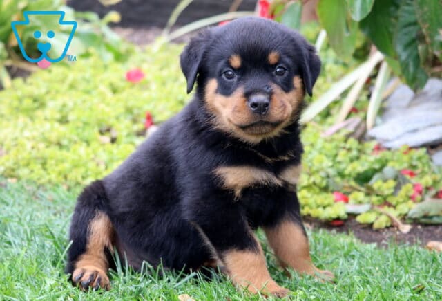 Adorable Rottweiler puppy sitting on green grass in a garden with red flowers, showing a shiny black and tan coat and a gentle, curious expression. image