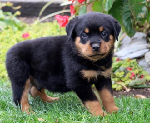Steel Rottie2 Steel Rottie2
