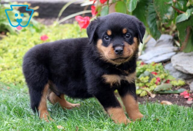 Cute Rottweiler puppy standing in the grass near garden plants, showing a thick black coat with tan markings and a soft, round face with a curious look. image