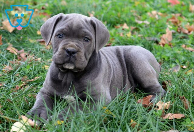 Storm Cane Corso image
