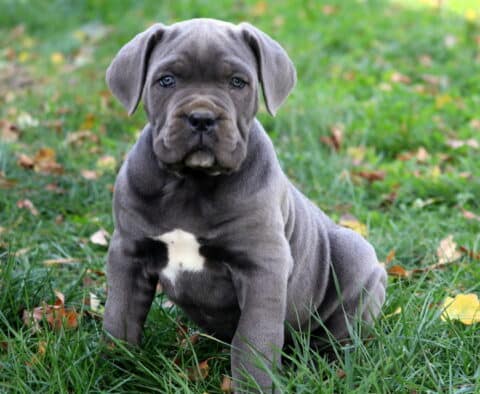 Storm Cane Corso2 Storm Cane Corso2