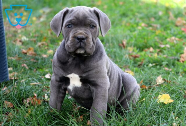 Storm Cane Corso2 image