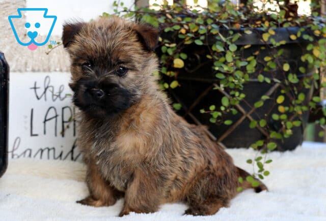 Stormy Cairn Terrier image