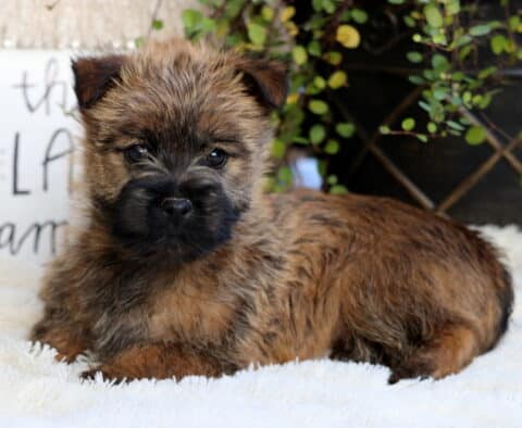 Stormy Cairn Terrier2 Stormy Cairn Terrier2