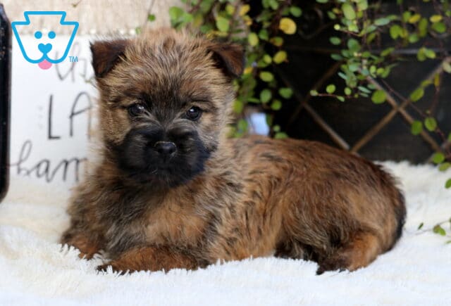 Stormy Cairn Terrier2 image