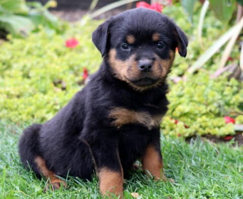 Striker Rottie Striker Rottie