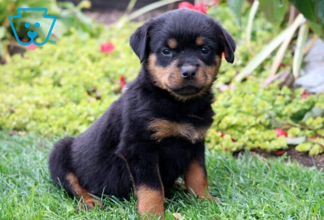 Adorable Rottweiler puppy sitting on green grass in a garden, showing off a glossy black and tan coat with a calm, gentle expression. image