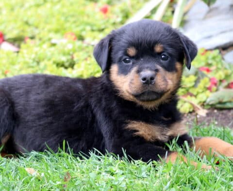Calm Rottweiler puppy lying on green grass in a garden, looking at the camera with soft brown eyes and a shiny black-and-tan coat.