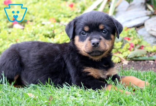 Calm Rottweiler puppy lying on green grass in a garden, looking at the camera with soft brown eyes and a shiny black-and-tan coat. image