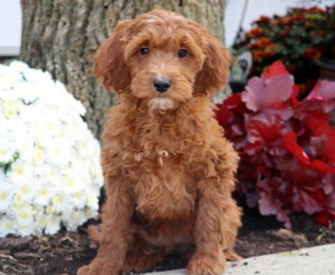 Cute Irishdoodle puppy with wavy red fur and a small white patch on the chest sitting by a tree, surrounded by bright red and white flowers.