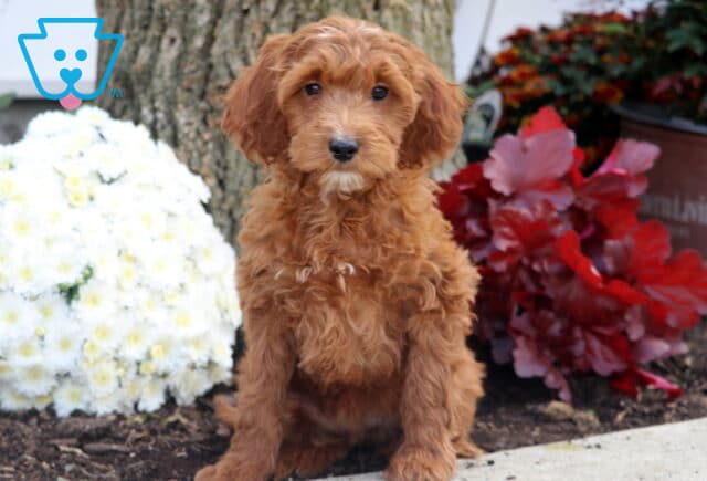 Cute Irishdoodle puppy with wavy red fur and a small white patch on the chest sitting by a tree, surrounded by bright red and white flowers. image