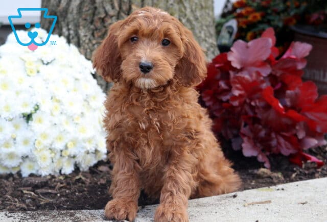 Fluffy Irishdoodle puppy with soft red curls and a tiny white patch on the chin sitting by a tree trunk, surrounded by white and red flowers. image