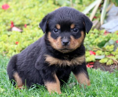 Sugar Rottie Sugar Rottie