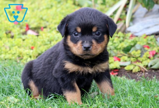 Sugar Rottie image