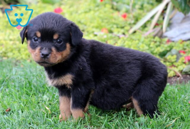 Sugar Rottie2 image